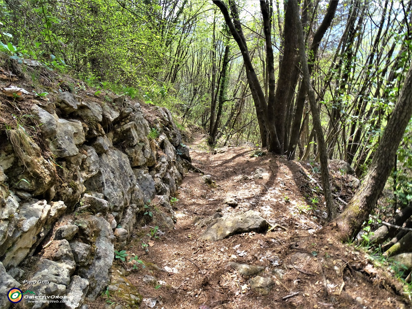 64 A monte muri a secco di sostegno, a valle robusti carpini neri .JPG